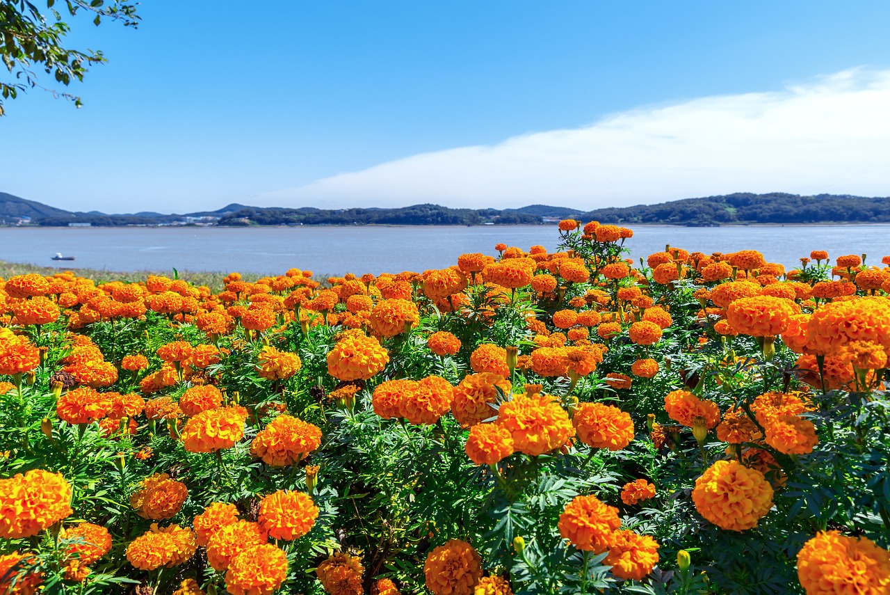 Bloemenzee aan de Gele Zee in Zuid-Korea