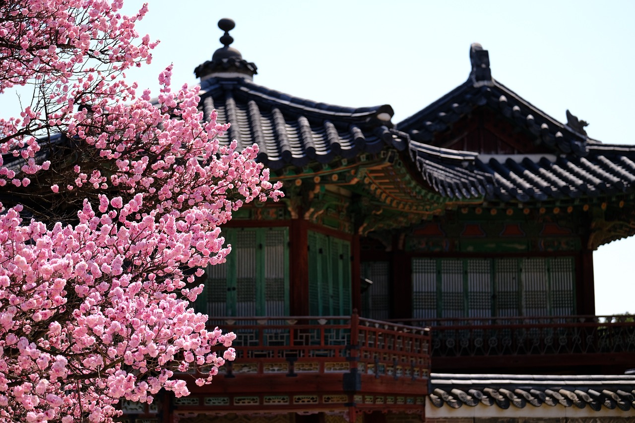 Lente in Zuid-Korea met kersenbloesem bij het Changdeokgung paleis